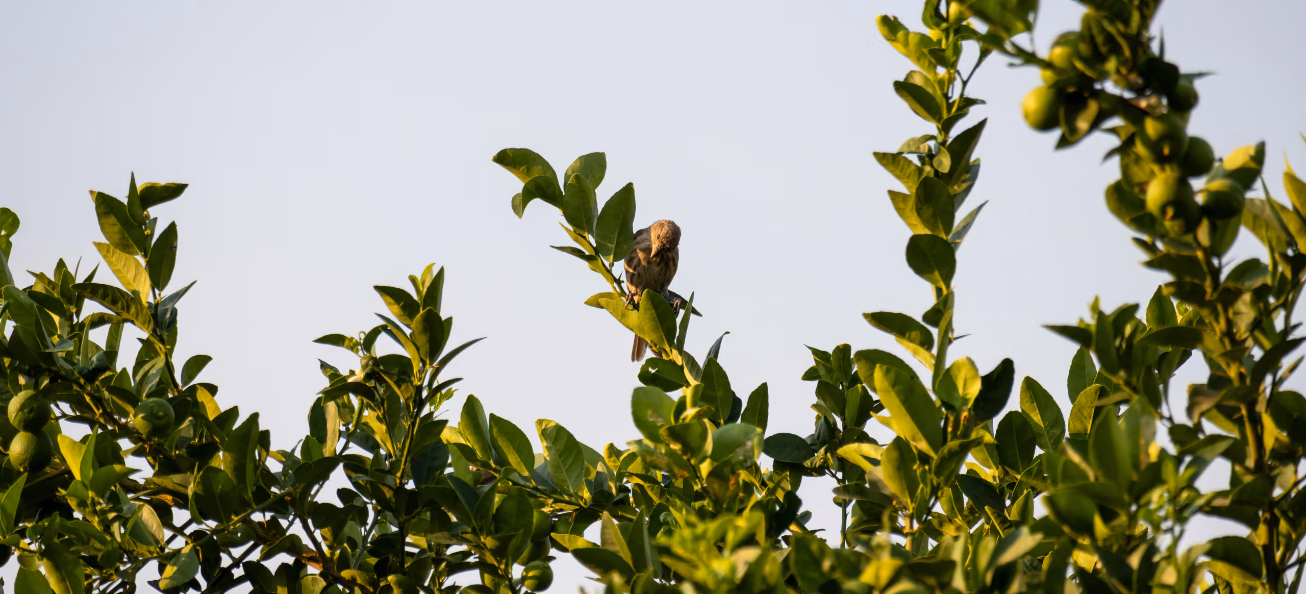 A small bird perched in a citrus tree against a pale morning sky