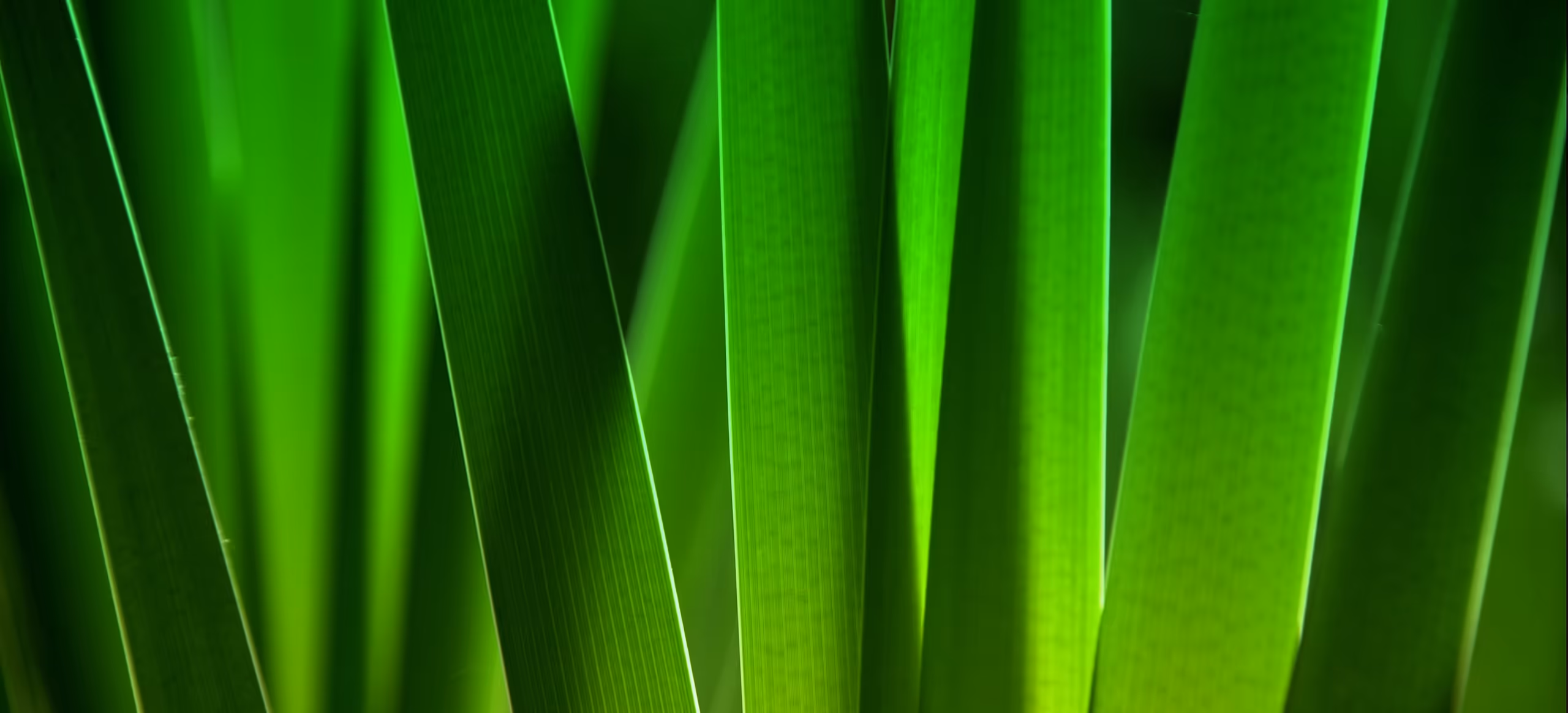 Backlit blades of grass in bright and shadowed green