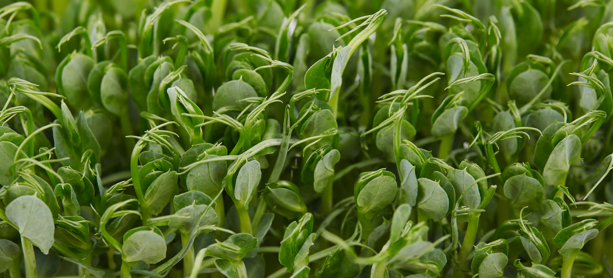 Dense new pea shoots reaching upward