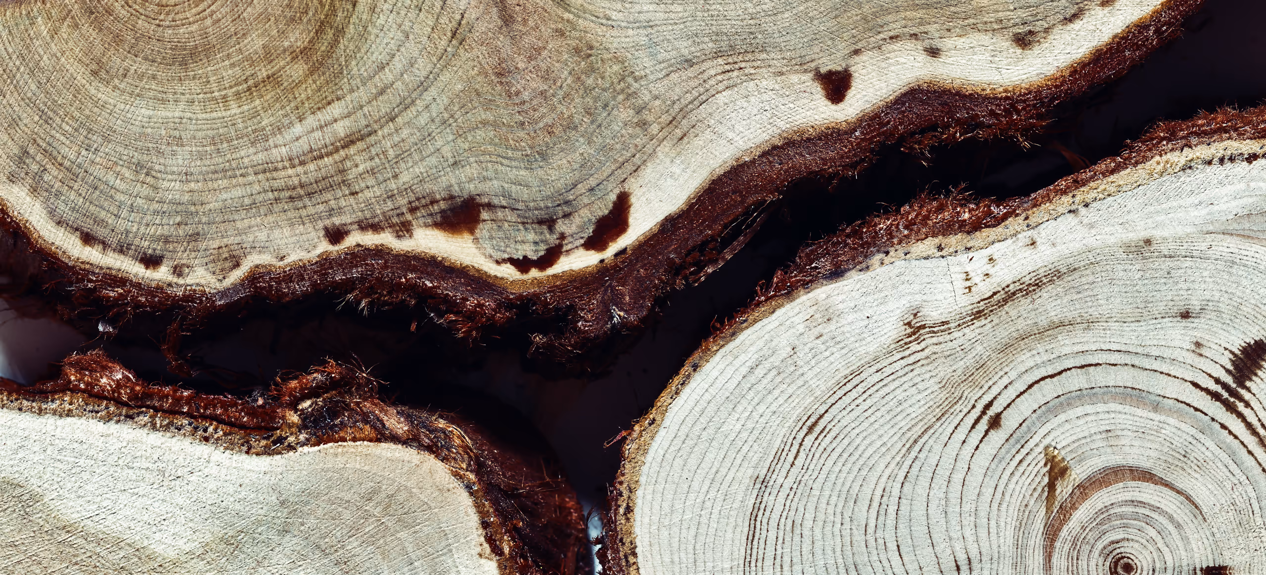 Growth rings across the cut face of a tree