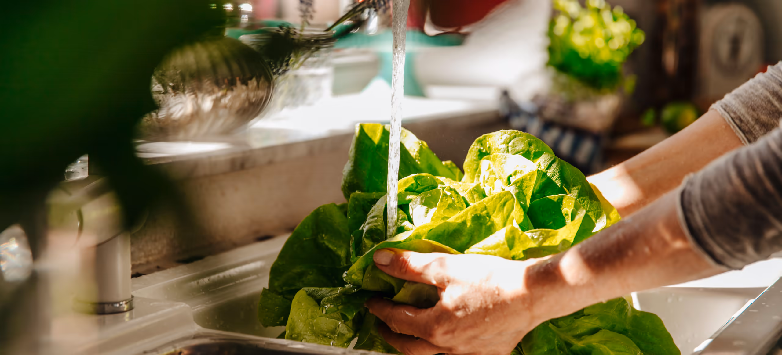 A pair of hands rinsing a head of lettuce under a running tap