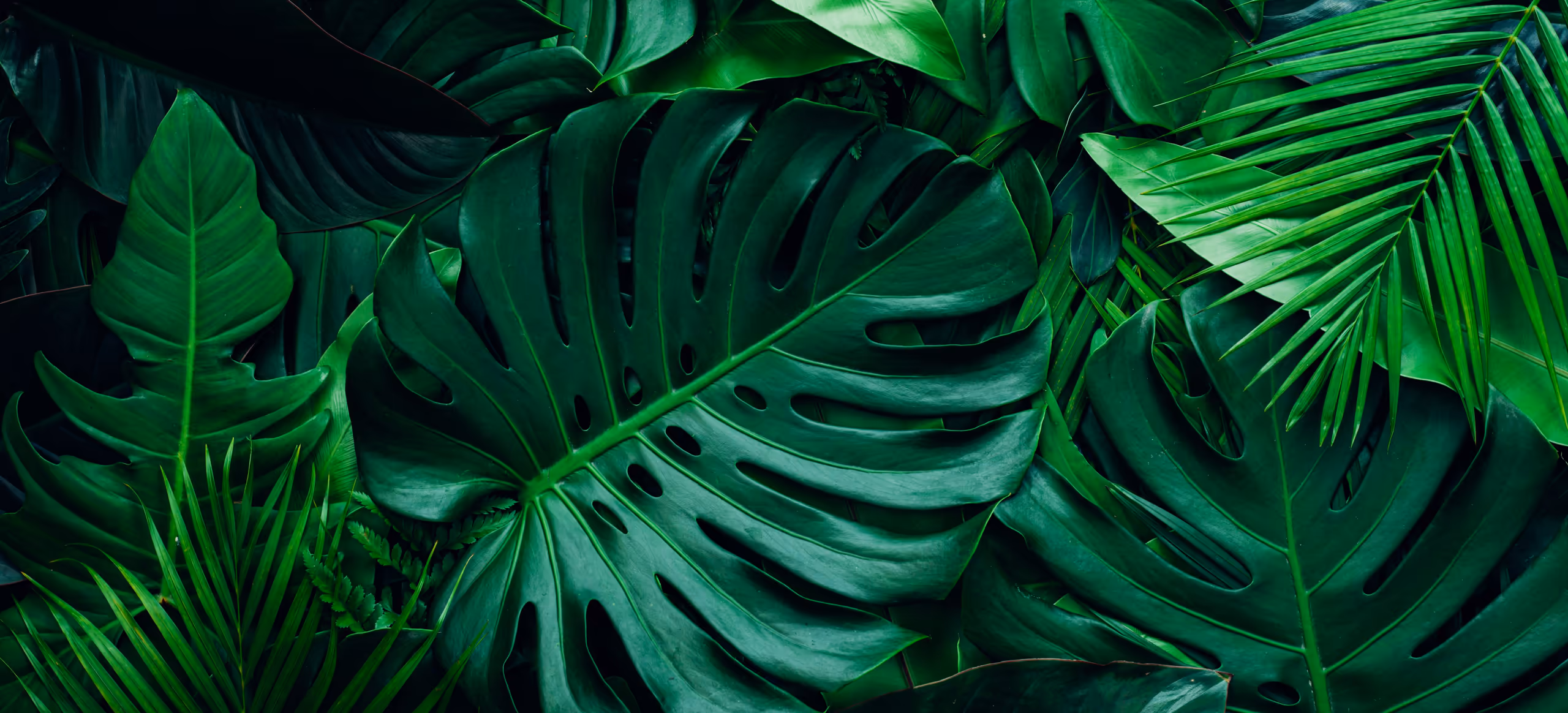 Layered tropical fronds in deep shade