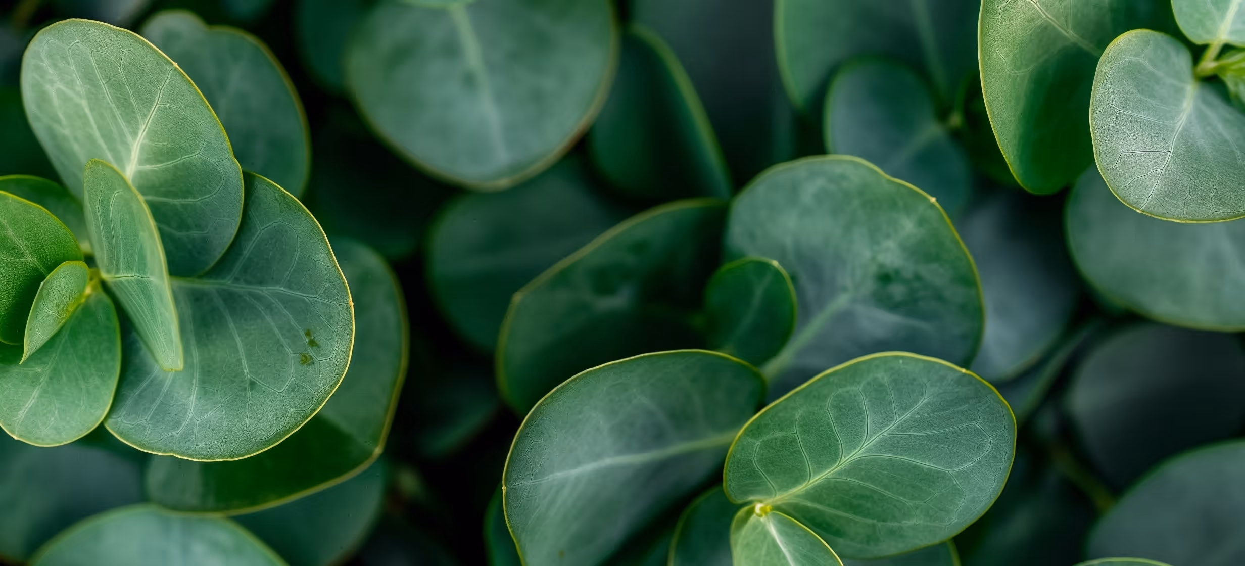 Round eucalyptus leaves growing in opposite pairs on one stem