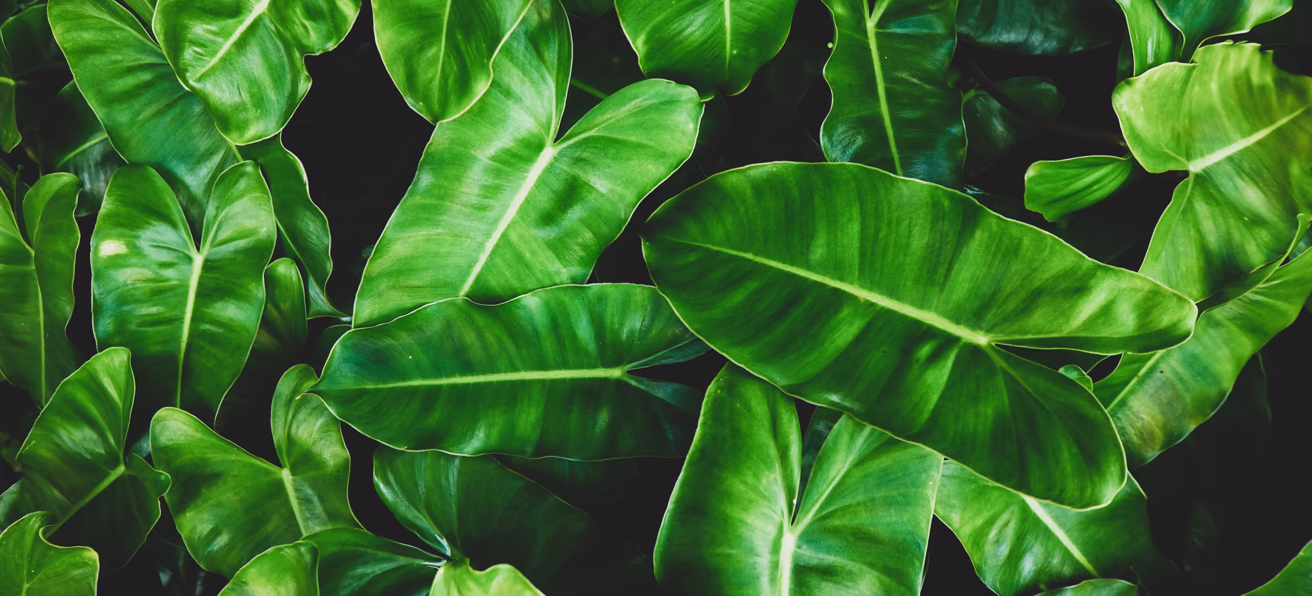 Long sunlit leaves running in a diagonal rhythm