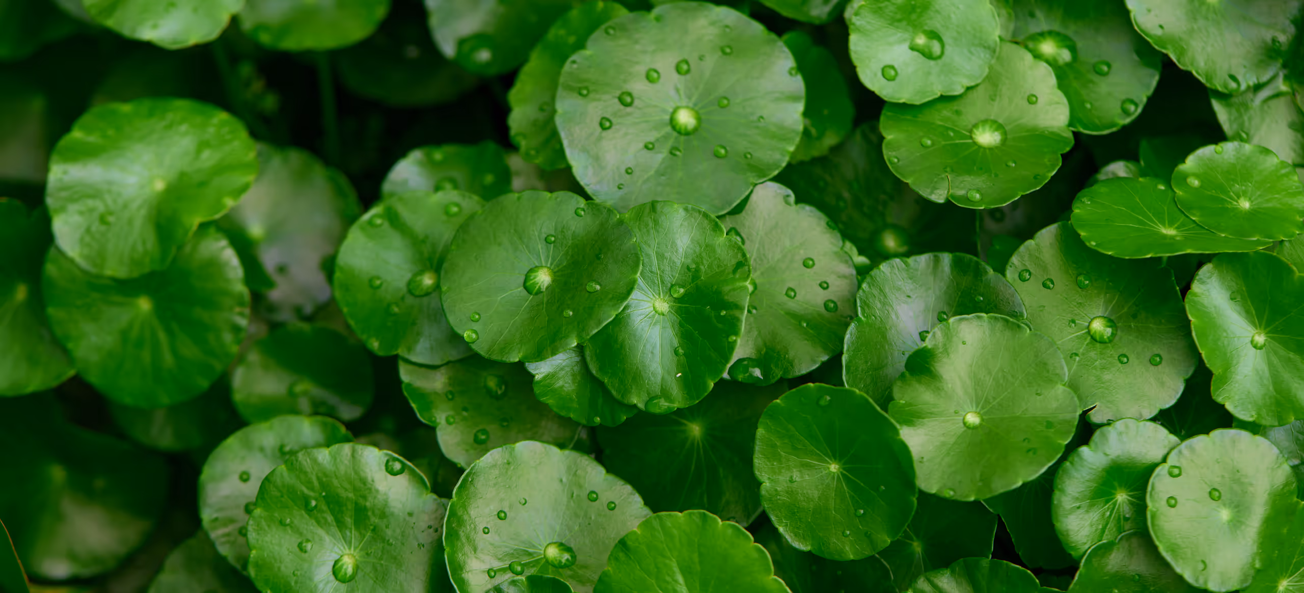 Water droplets resting on round green leaves